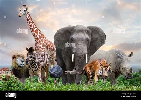 4 Animal.